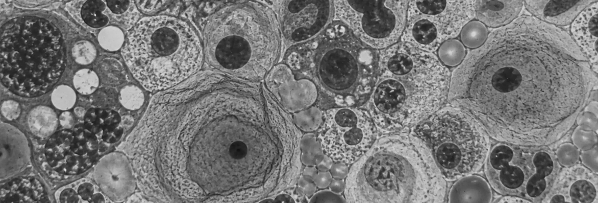 Electron microscope view of cellular structures representing the science behind Marek Supplements formulations